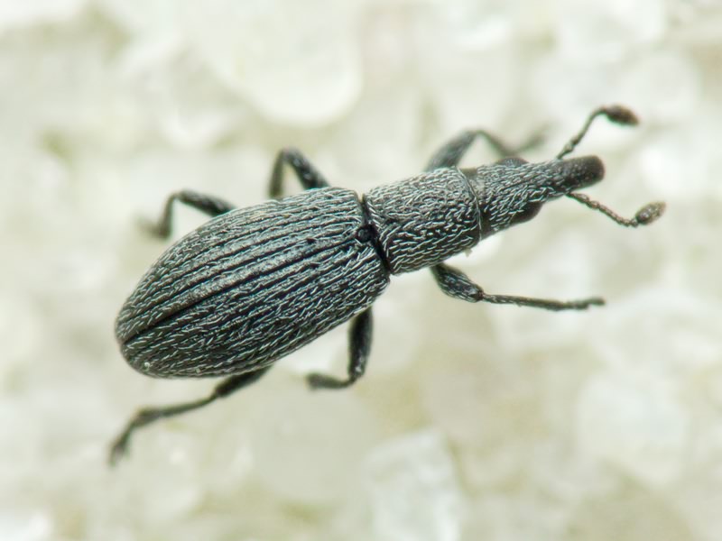 Pseudostenapion simum (Germar, 1817)